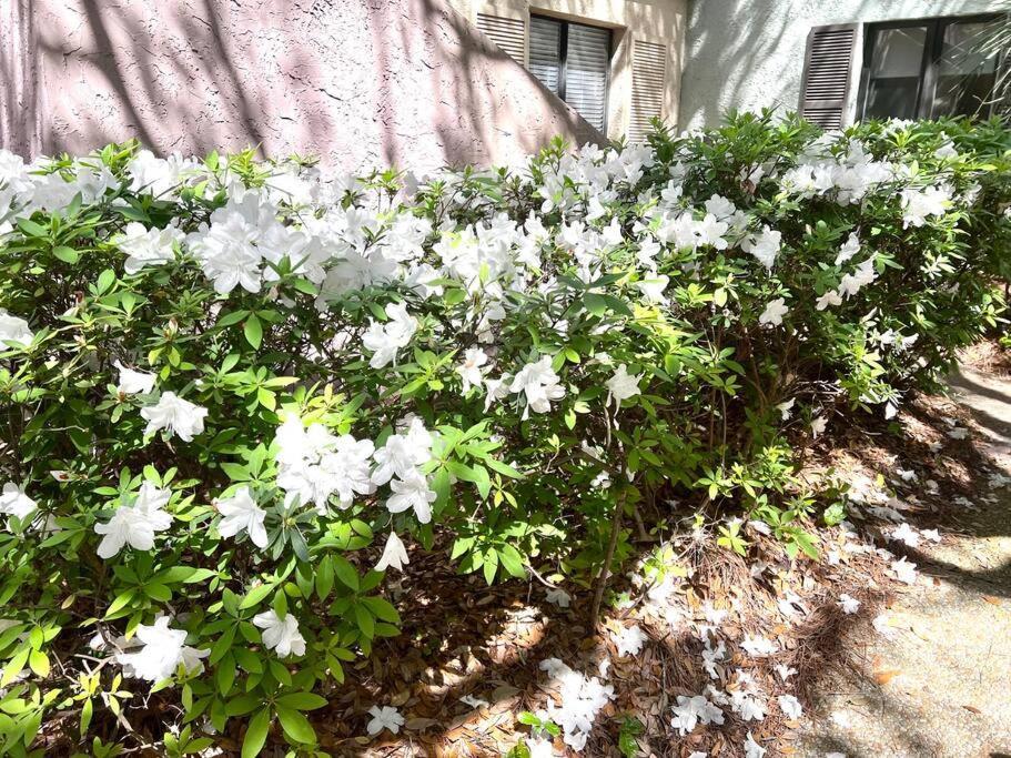 New Pics! Harbour Town 3Br/3Ba - Pool Access - Book Now Hilton Head Island Exterior foto